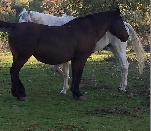 アパート La Locaia シエーナ